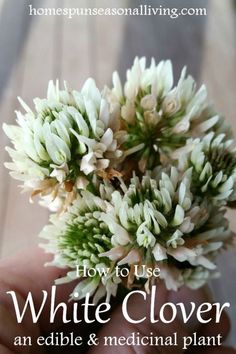 Medical Plants, Wild Food Foraging, Food Foraging, Medicinal Herbs Garden, White Clover