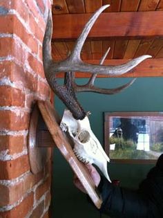 a man is holding a deer skull on the wall