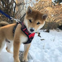 a small brown and white dog wearing a red harness on snow covered ground with trees in the background