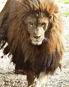 a large lion walking across a dirt field