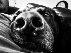 a black and white photo of a dog laying down