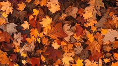 many different colored leaves on the ground