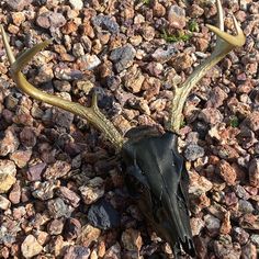 an animal skull on the ground with antlers sticking out of it's mouth