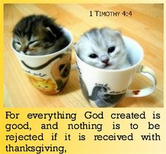 two kittens are sitting in coffee cups