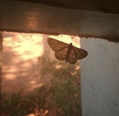 a moth that is sitting on the window sill