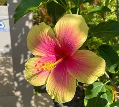 a pink and yellow flower is blooming on a tree in front of a sign