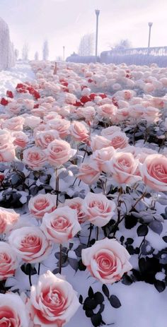 many pink roses are growing in the snow