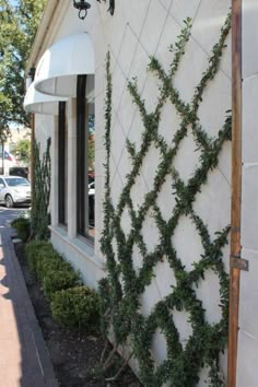 a hand holding a plant in front of a building with ivy growing on the side