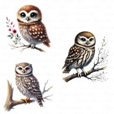 three owls sitting on top of a tree branch next to eachother's head