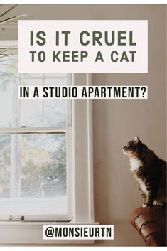 a cat sitting on top of a leather chair in front of a window with the words is it cruel to keep a cat in a studio apartment?