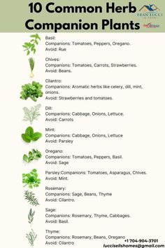 the top ten common herb companion plants