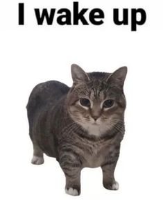 a cat standing in front of a white background with the words i wake up on it