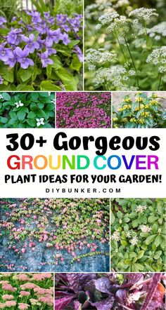 various plants and flowers with the words 30 + gorgeous ground cover plant ideas for your garden