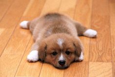 a brown and white puppy laying on top of a wooden floor