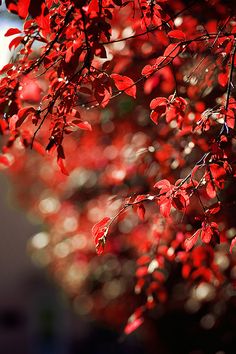 bright red leaves on the branches of a tree