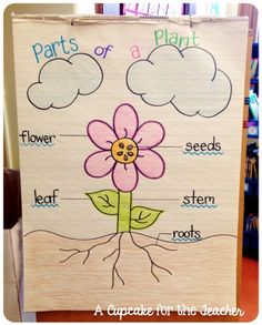 the parts of a plant on a bulletin board with pictures and words to describe it