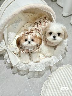 two small white dogs sitting in a basket