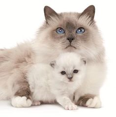 a cat with blue eyes laying next to a kitten