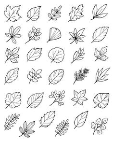 the leaves are drawn in black and white