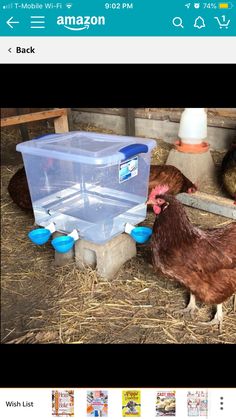 two chickens are standing in the hay next to a plastic container with water on it