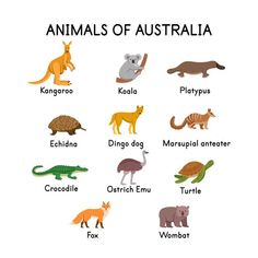 an animal chart with different types of animals