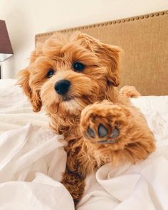 a small brown dog sitting on top of a bed with white sheets and pillow covers