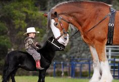 a young boy riding on the back of a brown horse next to a black horse