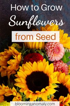 sunflowers with the words how to grow sunflowers from seed on it