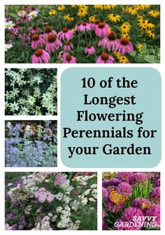 flowers with the words 10 of the largest flowering perennials for your garden on it