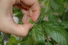 a person is picking leaves from a plant