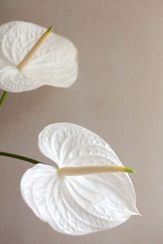 two white flowers are in a vase on a table with the stems still attached to them