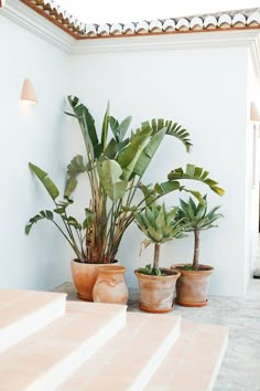 three potted plants sitting on top of a table