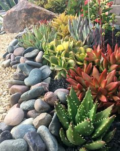 various types of succulents and rocks in a garden