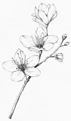 a black and white drawing of some flowers