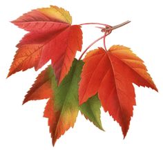 two red leaves with green stems on a white background