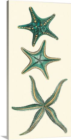 two starfishs are shown on a white background, one is green and the other is gold