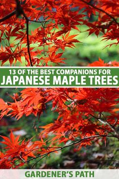 the best companions for japanese maple trees