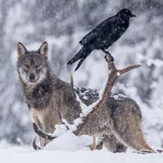 two gray wolfs in the snow with a black bird on their back legs,