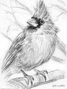 a pencil drawing of a bird sitting on a branch