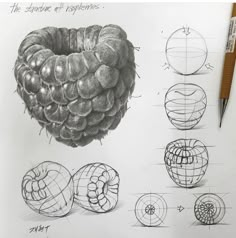 a pencil drawing of different shapes and sizes of fruit, including an acorn or pine cone