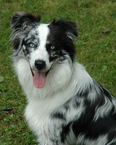 a black and white dog with blue eyes sitting in the grass looking at the camera