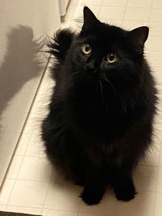 a black cat sitting on the floor next to a white tile wall and looking up at the camera