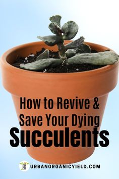 a potted plant with the words how to remove and save your dying succulents