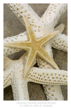 two white and yellow starfishs on the sand