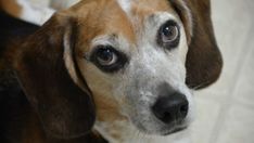 a brown and white dog looking at the camera