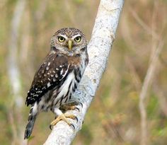 an owl sitting on top of a tree branch