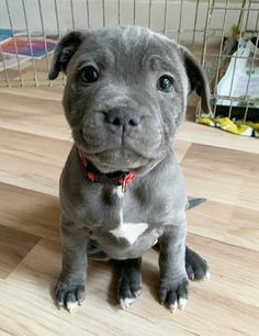 a gray dog sitting on top of a wooden floor next to a caged area