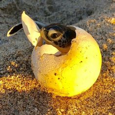 a small bird is sitting in an egg shell