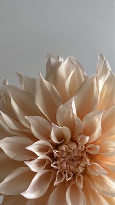 a large white flower sitting on top of a table