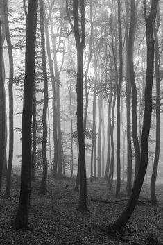 black and white photograph of trees in the woods with foggy sky behind them on a misty day